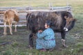 Huvsgul, Mongolia, September 6th, 2017: mongolian woman milking