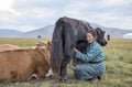 Huvsgul, Mongolia, September 6th, 2017: mongolian woman milking