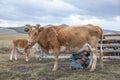 Huvsgul, Mongolia, September 6th, 2017: mongolian woman milking