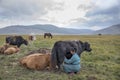 Huvsgul, Mongolia, September 6th, 2017: mongolian woman milking