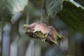 Huzelnuts in the garden this early autumn