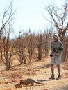 A safari guide spots a critically endangered pangolin while on a walking safari