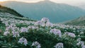 Hwangmaesan Mountain Flower Fields Glowing at Sunset Royalty Free Stock Photo