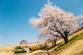 Hwaseong Fortress with spring cherry blossoms in Suwon, korea Royalty Free Stock Photo