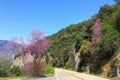Road and Blooming Trees in Kings Canyon, Sequoia National Monument, Sierra Nevada, California Royalty Free Stock Photo