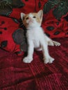 Hy there litle cute kitty