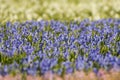 Hyacint, Hyacinth, Hyacinthus Royalty Free Stock Photo