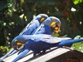 Hyacint Macaw Blue Parrot Royalty Free Stock Photo