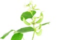 Hyacinth bean valor or indian papdi beans on white background