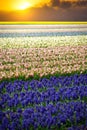 Hyacinth. Beautiful colorful pink, white, yellow and blue hyacinth flowers