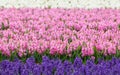 Hyacinth. Beautiful hyacinth flowers in spring garden, vibrant floral background