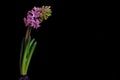 Hyacinth on black background Royalty Free Stock Photo