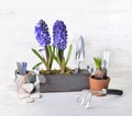 Hyacinth blooming in decorative wooden flower pot  next to shovel and watering can Royalty Free Stock Photo