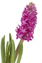 Hyacinth