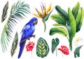 Hyacinth blue Macaw and tropical leaves