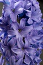 Hyacinth blue purple flower closeup macro on black Royalty Free Stock Photo