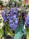 hyacinth blue violet flower planted in a vase Royalty Free Stock Photo