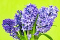 Hyacinth bouquet isollated on a green background