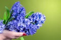 Hyacinth bouquet isollated on a green background