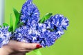 Hyacinth bouquet isollated on a green background