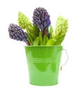 hyacinth buds