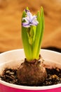 The hyacinth bulb has sprouted and begun to bloom