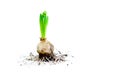 Hyacinth Bulb with Roots Royalty Free Stock Photo