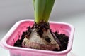 Hyacinth bulb for seedlings in a pot in the spring Royalty Free Stock Photo
