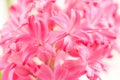 Hyacinth close up Royalty Free Stock Photo