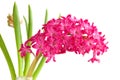 Hyacinth close up Royalty Free Stock Photo