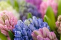 Hyacinth closeup. Flower shop concept. Mixed color. Fresh spring flowers in refrigerator room for flowers. Bouquets on Royalty Free Stock Photo