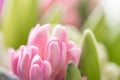Hyacinth closeup. Flower shop concept. Mixed color. Fresh spring flowers in refrigerator room for flowers. Bouquets on Royalty Free Stock Photo