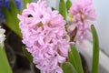 Hyacinth colorful flowers floaing on a background