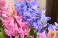 Hyacinth colorful flowers floaing on a background