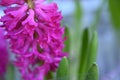 Hyacinth colorful flowers floaing on a background