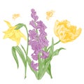 Hyacinth, daffodil, narcissus and tulip Royalty Free Stock Photo