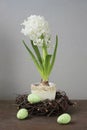 Hyacinth with eggs