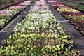 Hyacinth . Field of colorful spring flowers hyacinths plants in pots with bulbs in greenhouse on sunlight for sale. Floral pattern Royalty Free Stock Photo