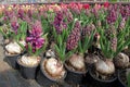 Hyacinth . Field of colorful spring flowers hyacinths plants in pots with bulbs in greenhouse on sunlight for sale. Floral pattern Royalty Free Stock Photo