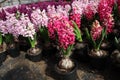 Hyacinth . Field of colorful spring flowers hyacinths plants in pots with bulbs in greenhouse on sunlight for sale. Floral pattern Royalty Free Stock Photo