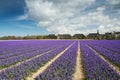 Hyacinth field and a village behind, the Netherlands Royalty Free Stock Photo