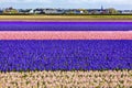 Hyacinth Fields Keukenhoff Lisse Holland Netherlands