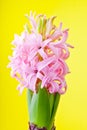 Hyacinth flower blooming studio work colours background