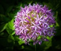 Hyacinth flower blooming studio work colours background