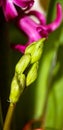 Hyacinth the flower Bud flaccid Royalty Free Stock Photo