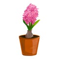 Hyacinth flower in a clay pot