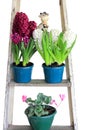 Hyacinth flower display