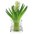 Hyacinth flower in glass vase. Jacinth