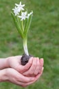 Women palms holding green sprout in blurred green background