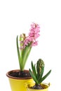 Hyacinth flower and hyacinth bud Royalty Free Stock Photo